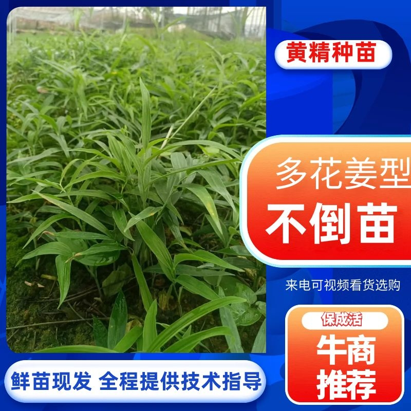 黄精种苗，四川多花姜型不倒苗甜黄精种苗老虎姜苗