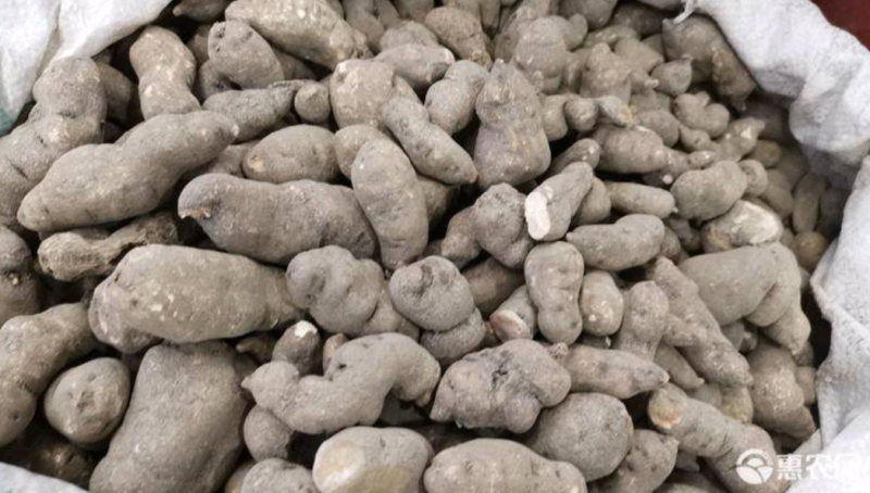 三叶青中药材批发三叶青干货三叶青片规格齐全量大从