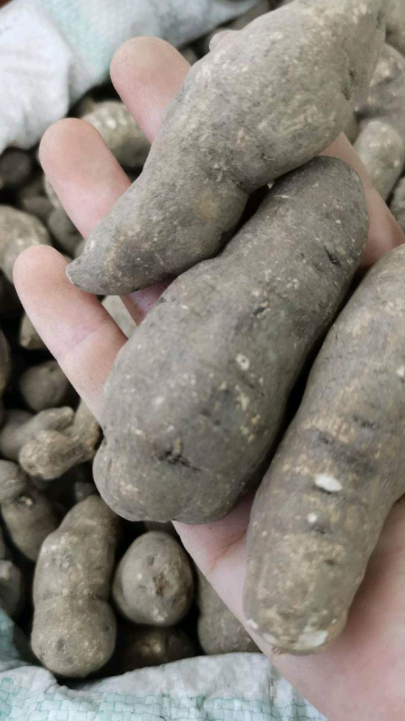 三叶青中药材批发三叶青干货三叶青片规格齐全量大从