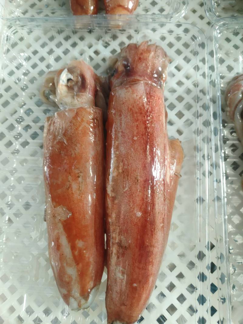 红鱿、北海鱿鱼、单条速冻包装30斤一件、灯照船捕长期有量