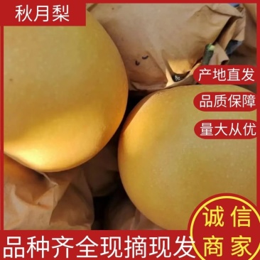 丰水梨秋月梨一手货源脆甜多汁货源充足全国发货可视频