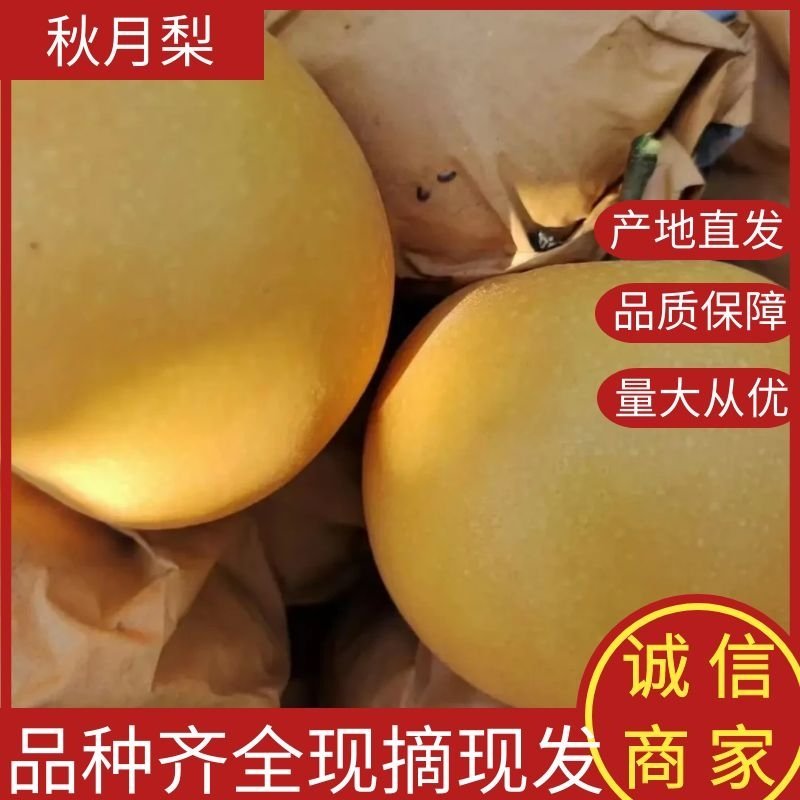 丰水梨秋月梨一手货源脆甜多汁货源充足全国发货可视频