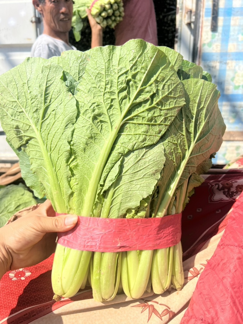 小白菜，河北邯郸大量有现货，物美价廉各种蔬菜可以配花车