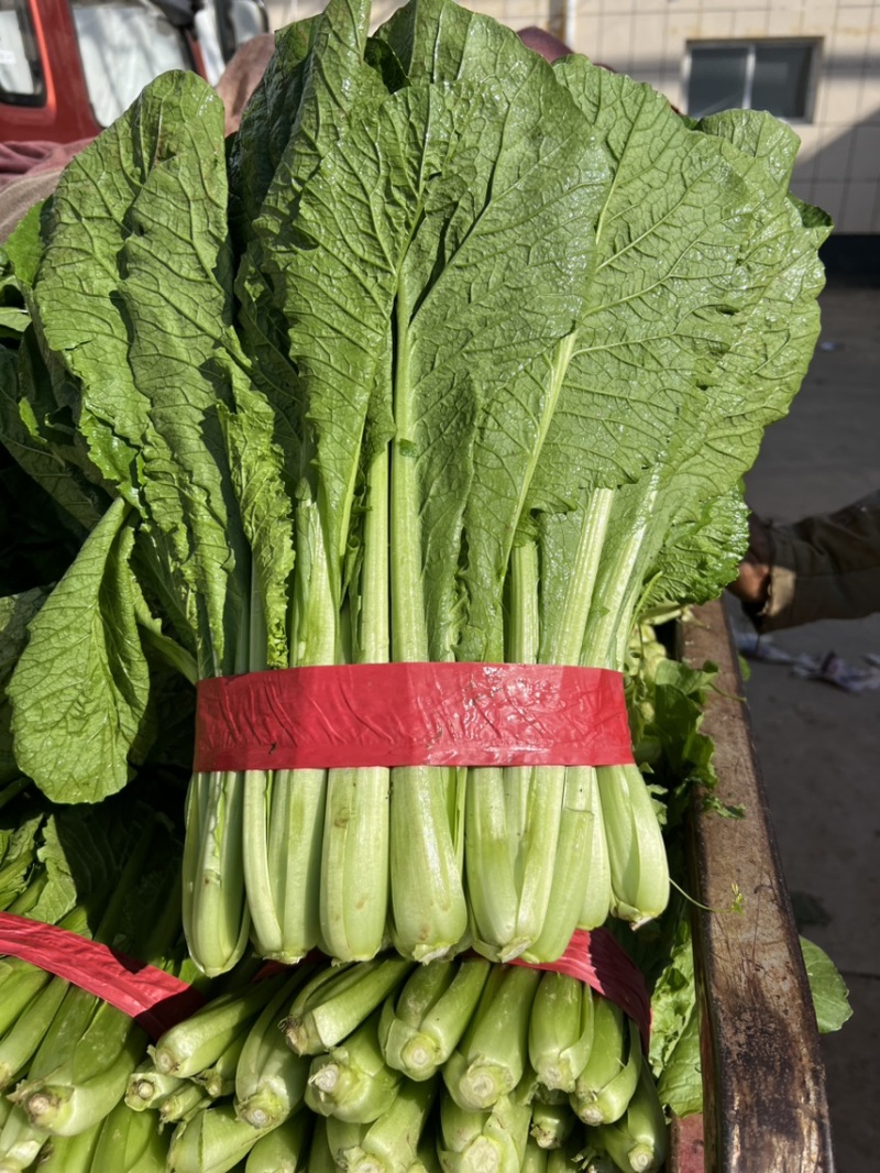 小白菜，河北邯郸大量有现货，物美价廉各种蔬菜可以配花车