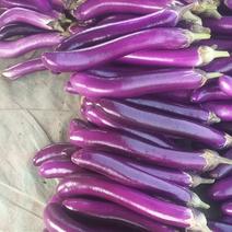 精品紫长茄，广茄，条个好，大量上市中，基保质保，货源充足