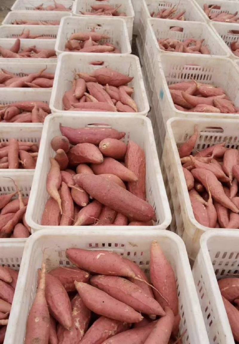 烟薯雄县产区直发实力代办保质保量欢迎选购