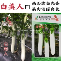 白美人长白茄子种子龙盛白色茄子种子绿萼果面雪白光亮早熟