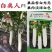 白美人长白茄子种子龙盛白色茄子种子绿萼果面雪白光亮早熟