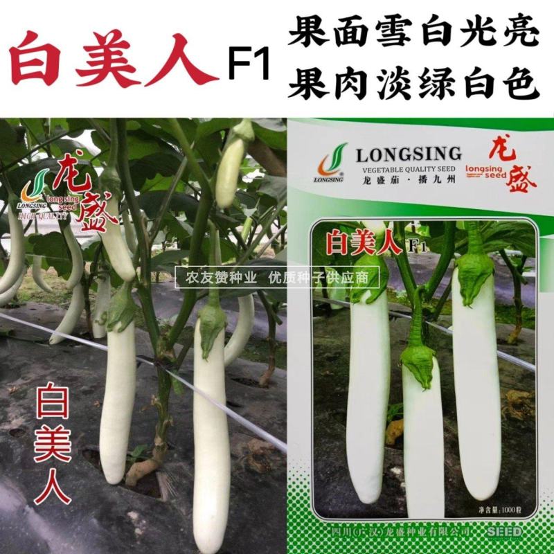 白美人长白茄子种子龙盛白色茄子种子绿萼果面雪白光亮早熟