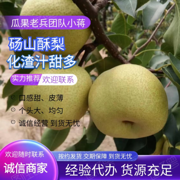 砀山县梨，砀山酥梨，砀山梨产地直供，全国代发，产地一手货