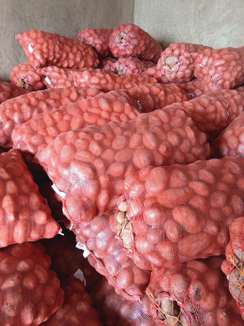 贵州威宁黄心大土豆3两两通货，可以送超市学校等等。