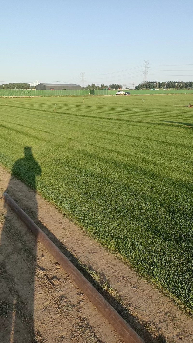马尼拉冷季型草坪，基地直供品质保障，期待合作！可视频看货