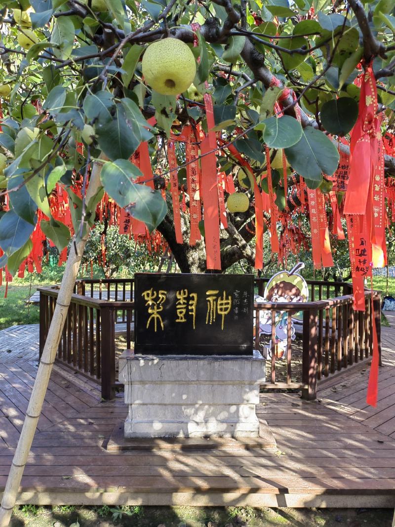 砀山酥梨