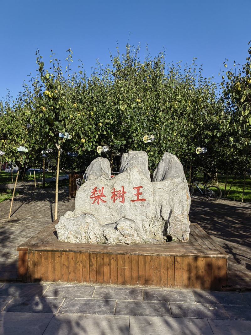 砀山酥梨