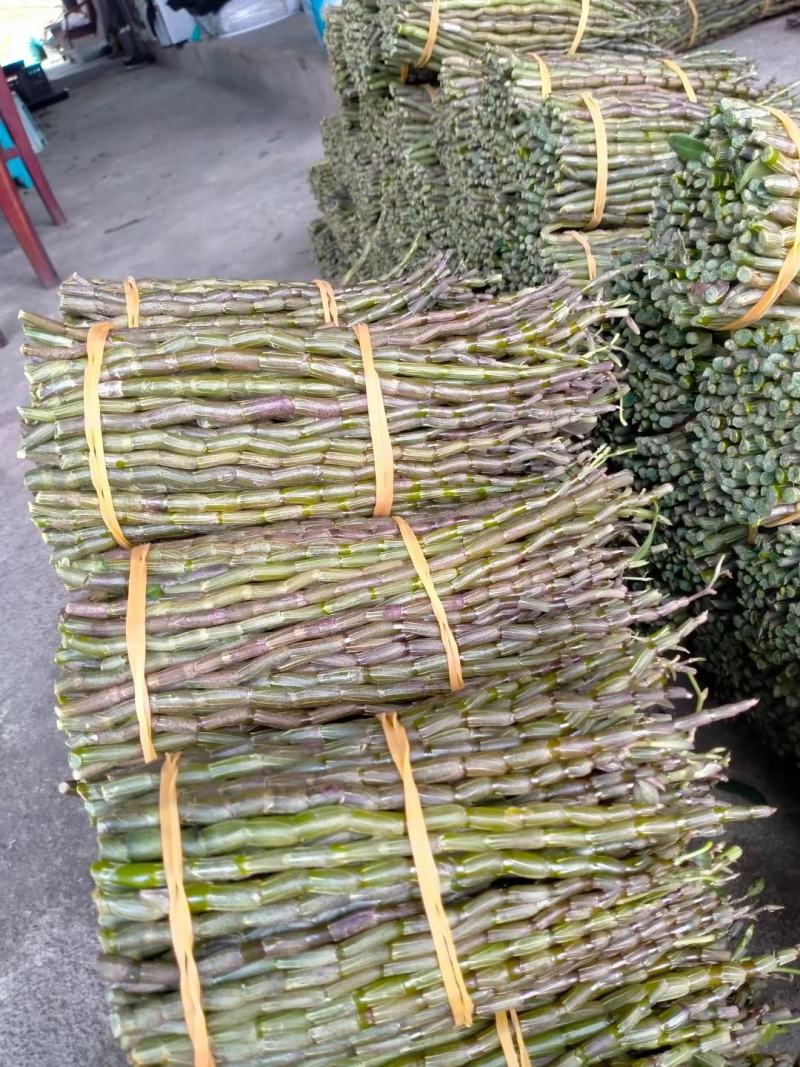 铁皮石斛，基地直发，质量保证，长可选，一手货源！！
