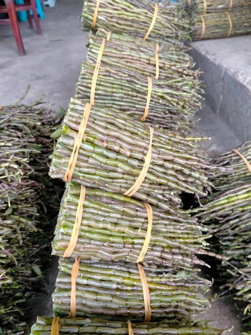 铁皮石斛，基地直发，质量保证，长可选，一手货源！！