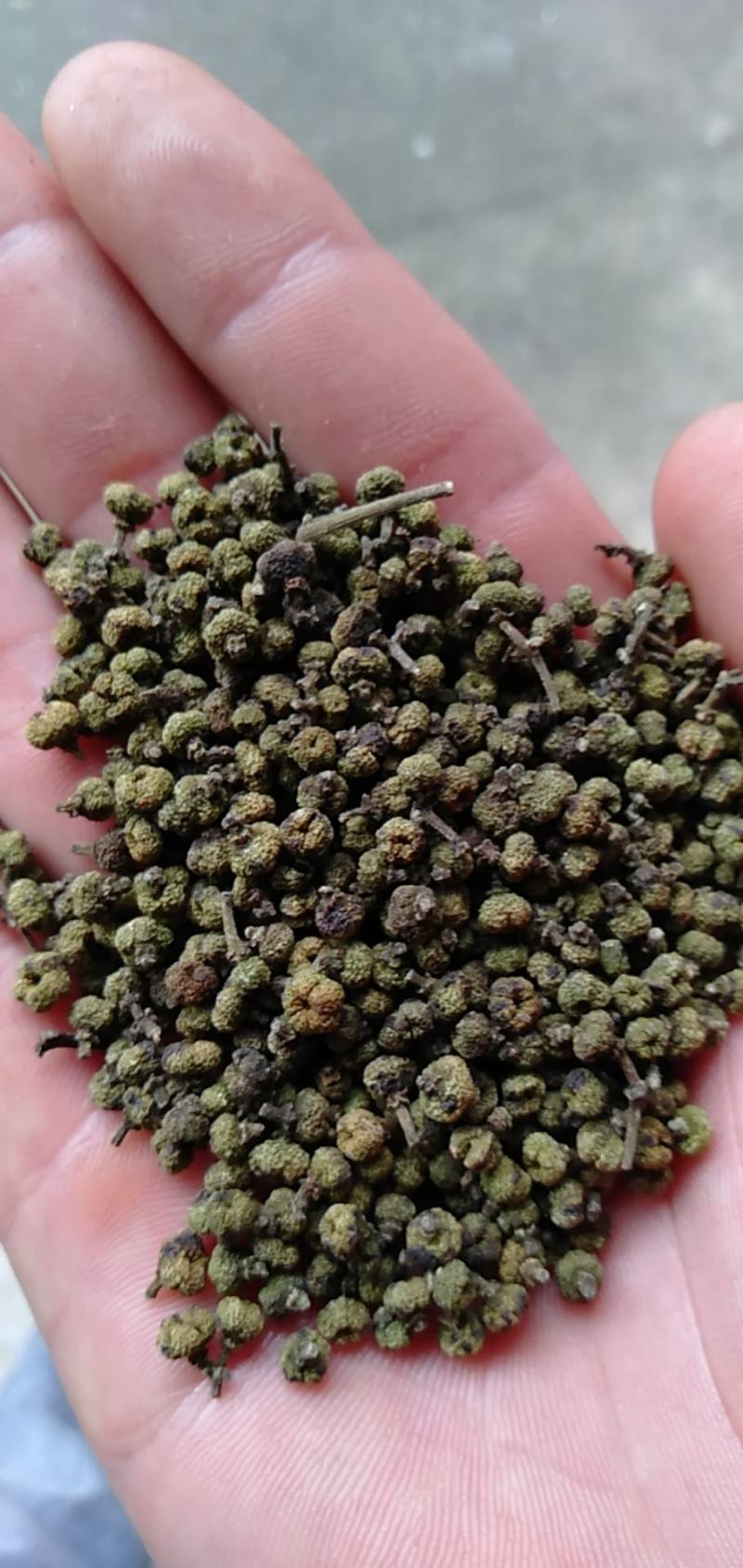 吴茱萸