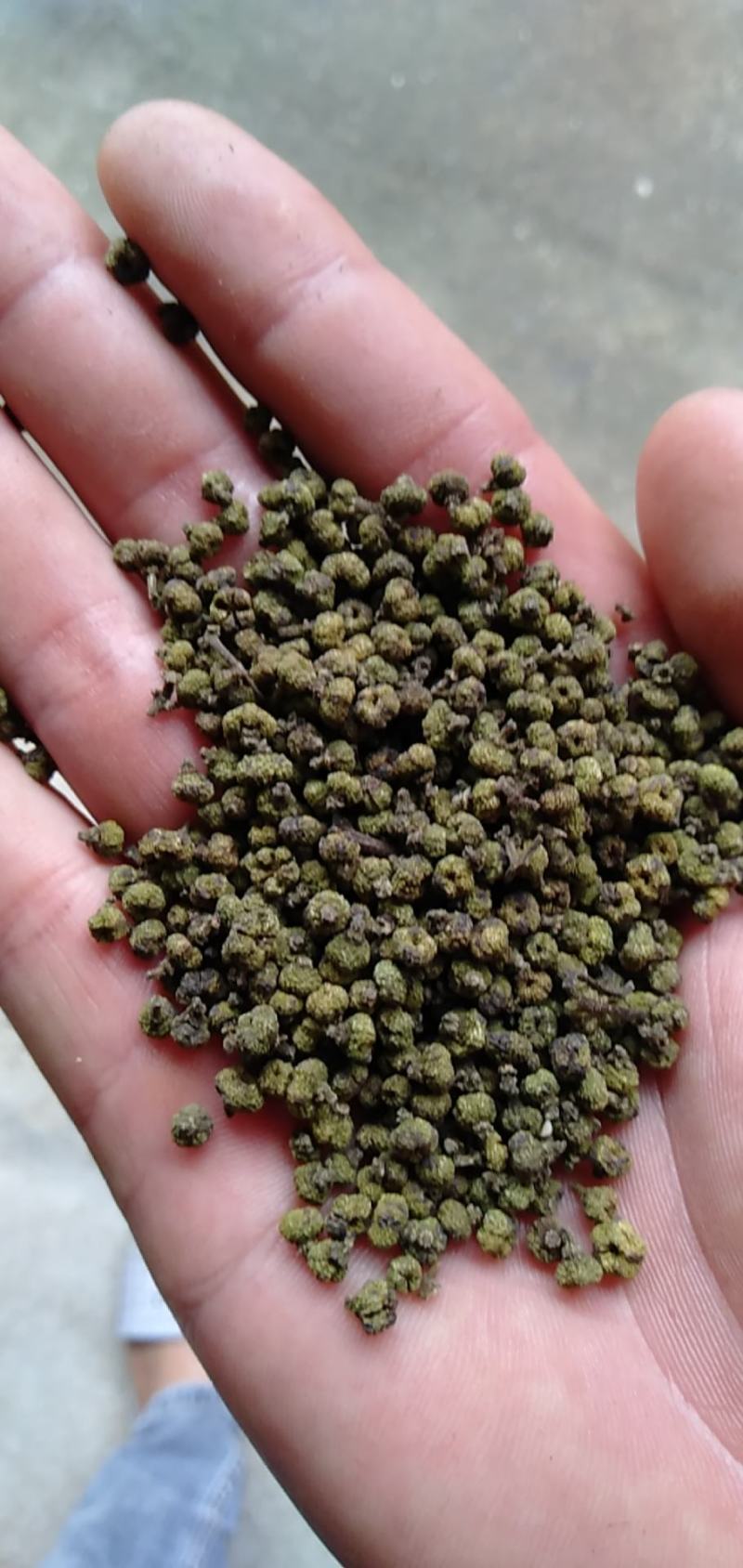 吴茱萸