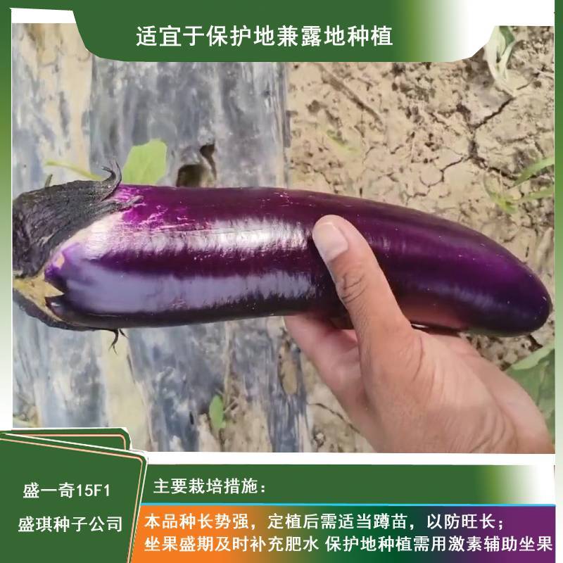 软糯香新品种烧烤茄种子盛一奇15F1耐热耐寒露地栽培紫红