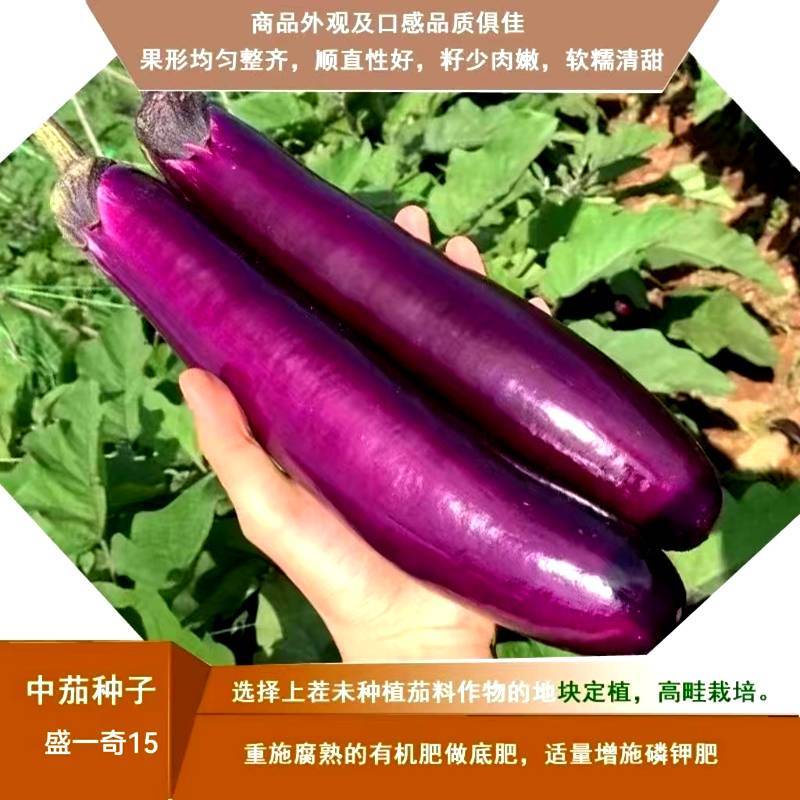 软糯香新品种烧烤茄种子盛一奇15F1耐热耐寒露地栽培紫红