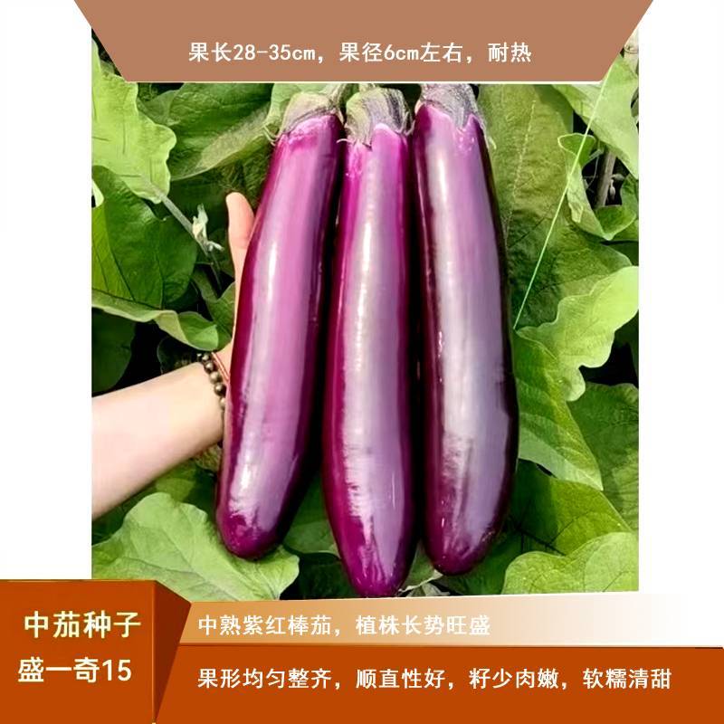 软糯香新品种烧烤茄种子盛一奇15F1耐热耐寒露地栽培紫红
