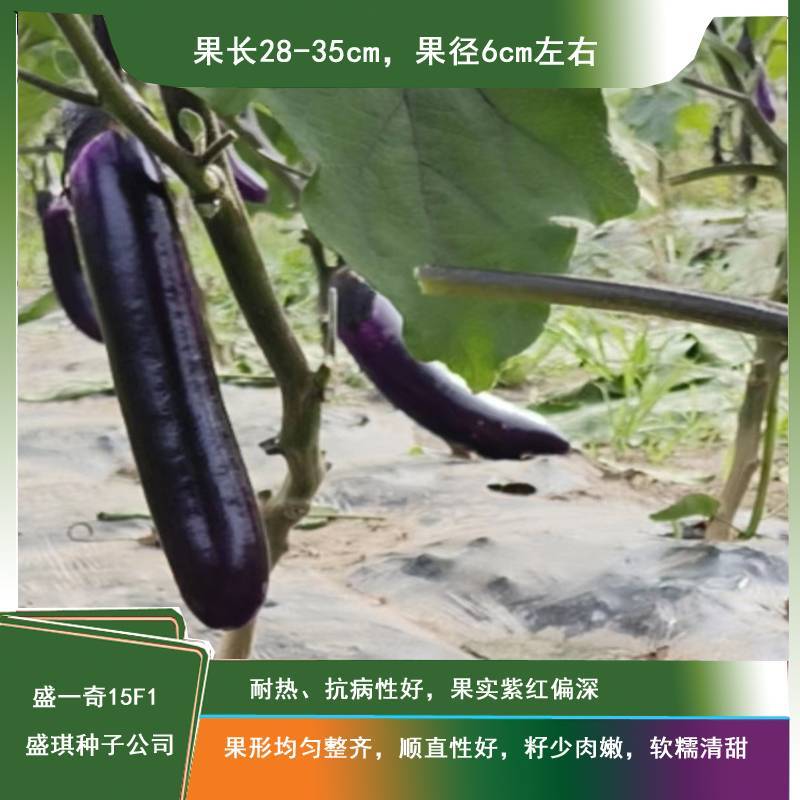 软糯香新品种烧烤茄种子盛一奇15F1耐热耐寒露地栽培紫红