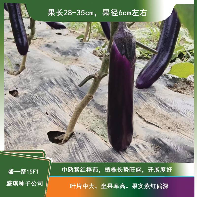 软糯香新品种烧烤茄种子盛一奇15F1耐热耐寒露地栽培紫红