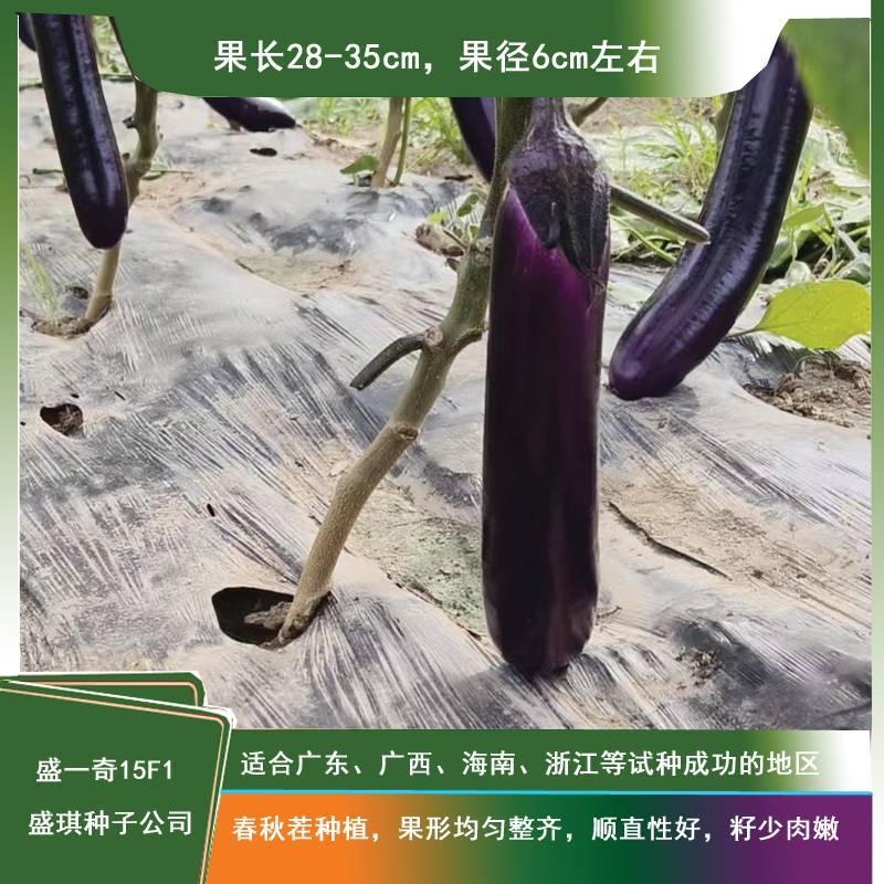 软糯香新品种烧烤茄种子盛一奇15F1耐热耐寒露地栽培紫红