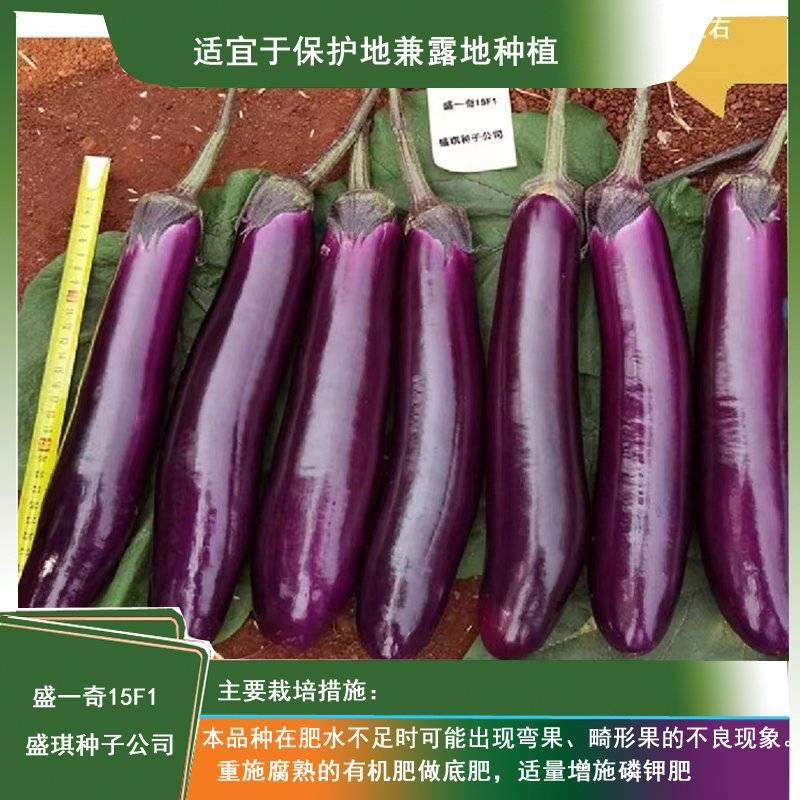 软糯香新品种烧烤茄种子盛一奇15F1耐热耐寒露地栽培紫红