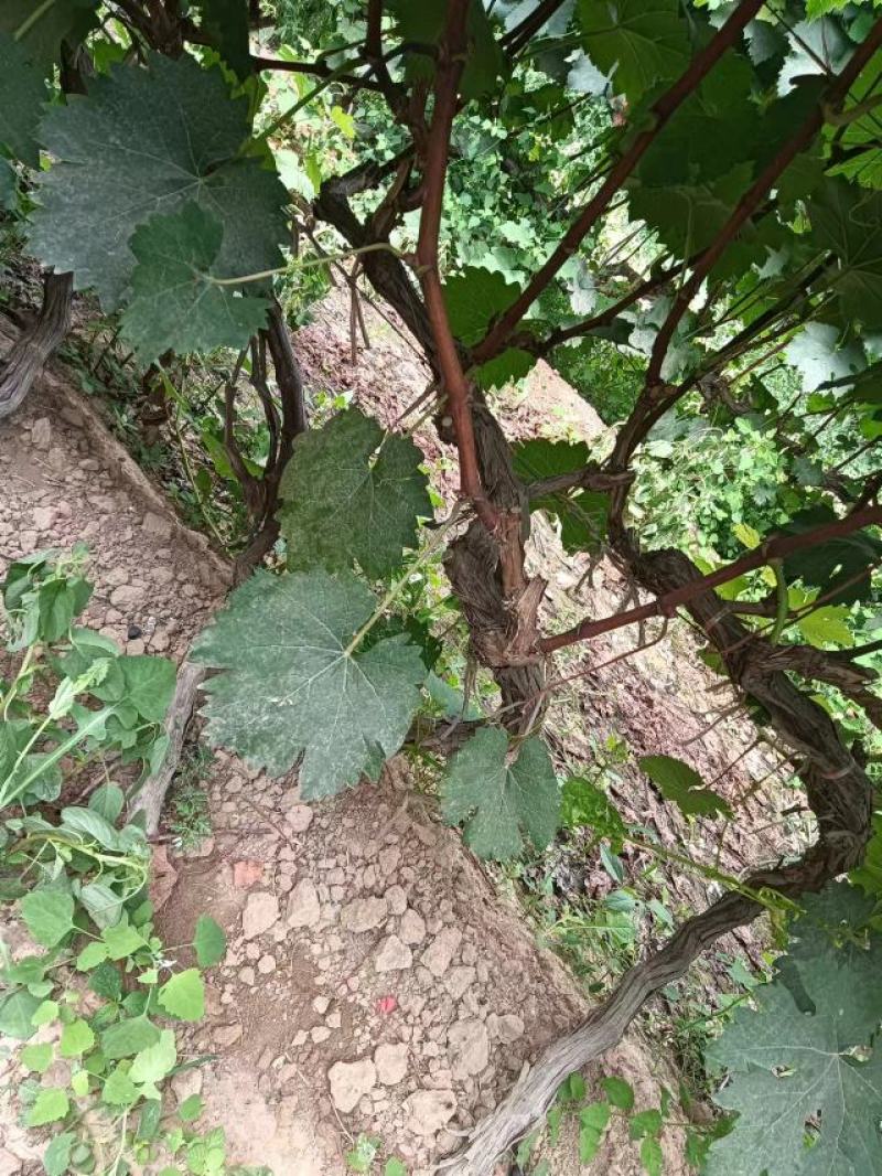 葡萄苗，供货地，山西运城，基地直发，现挖现发，欢迎选购