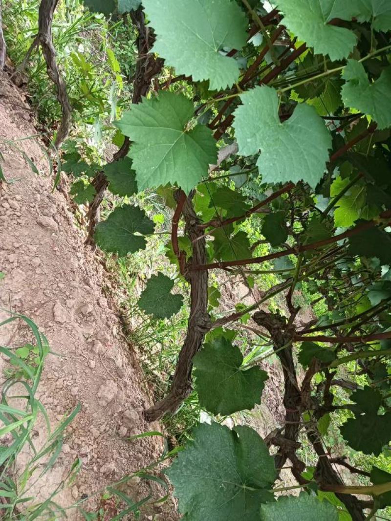 葡萄苗，供货地，山西运城，基地直发，现挖现发，欢迎选购