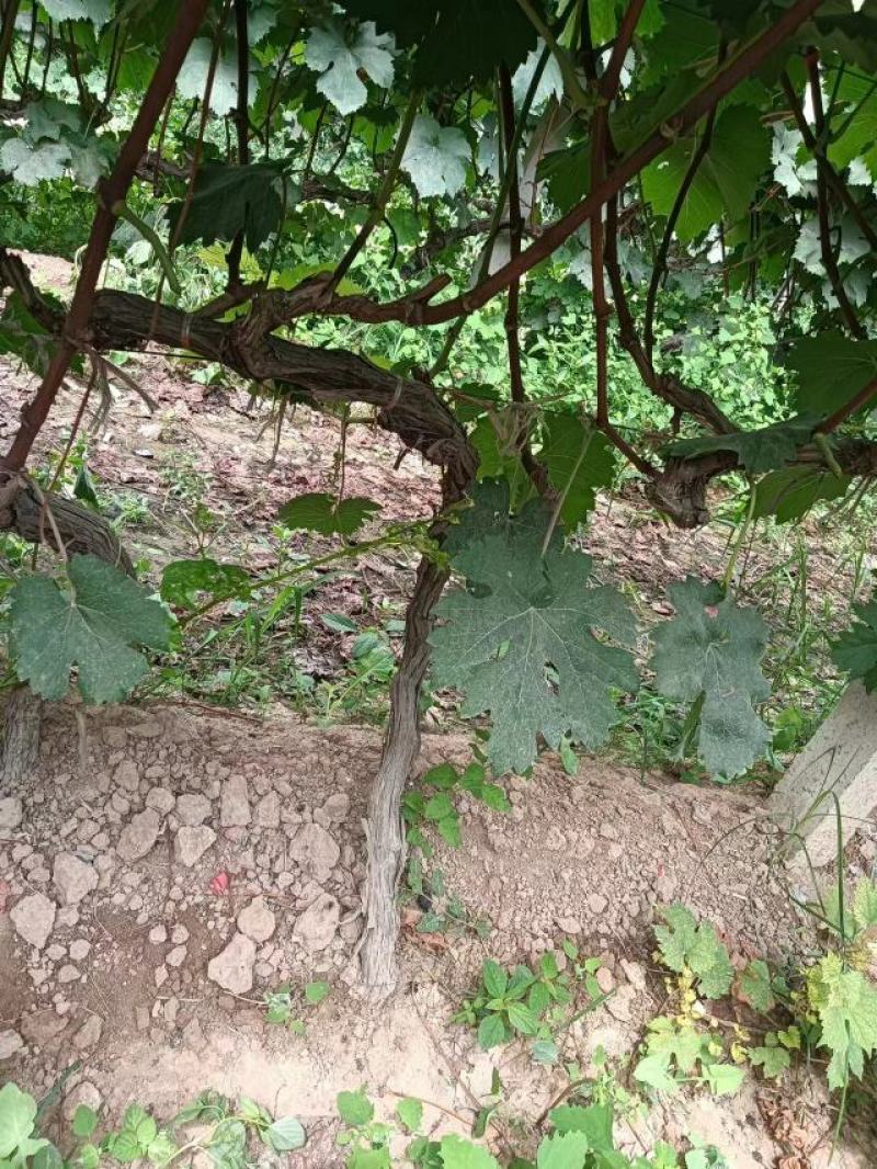葡萄苗，供货地，山西运城，基地直发，现挖现发，欢迎选购