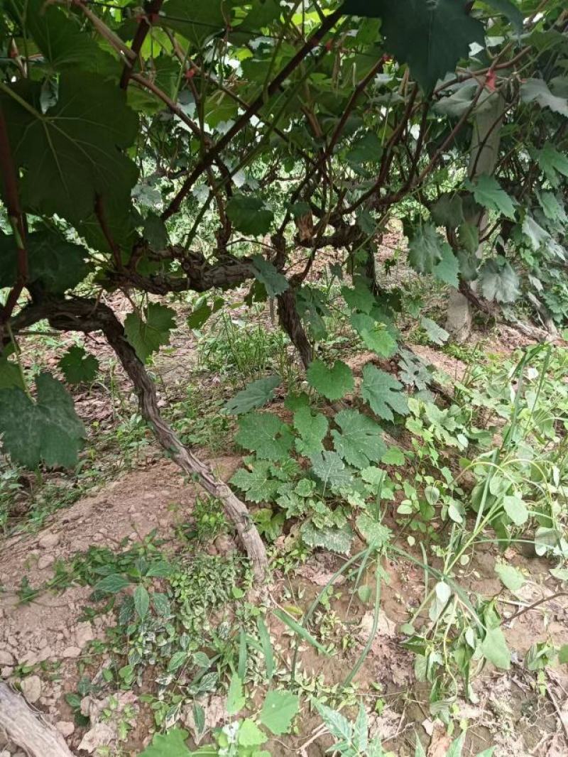 葡萄苗，供货地，山西运城，基地直发，现挖现发，欢迎选购