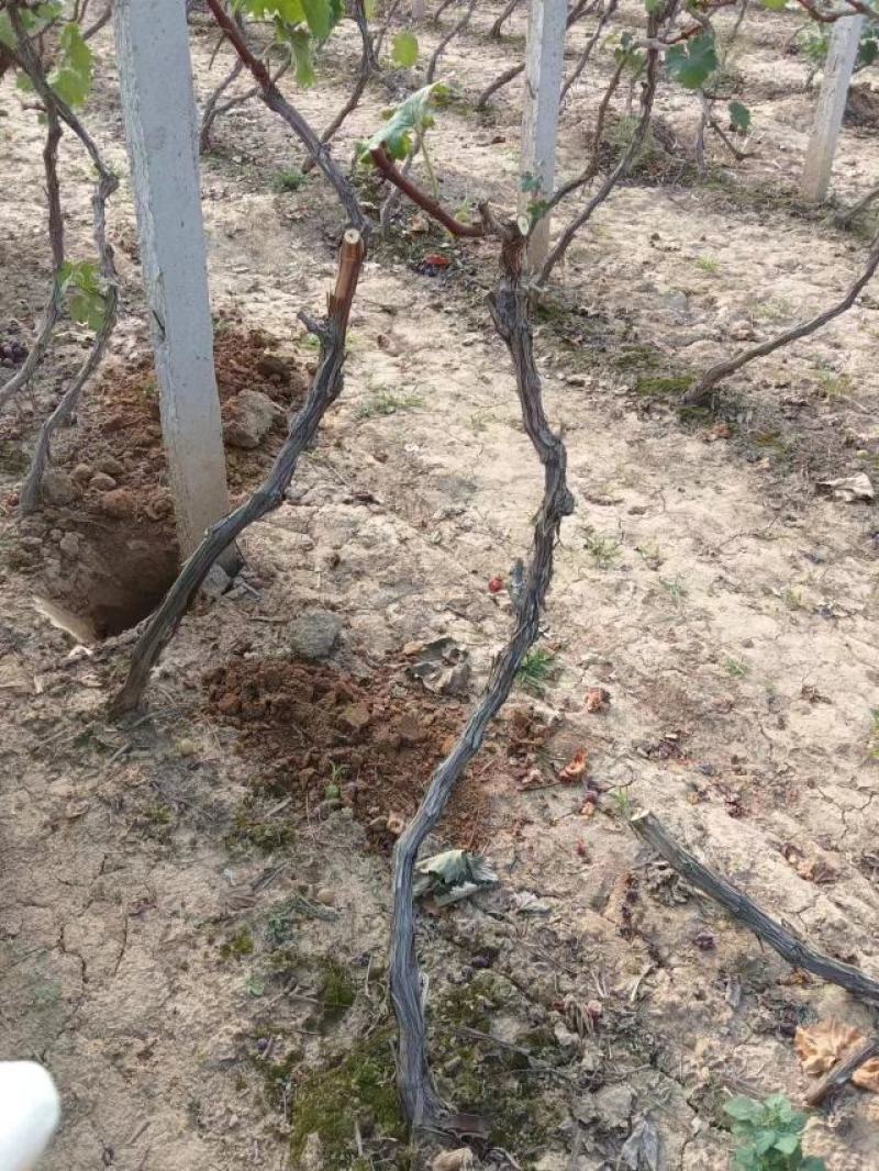 葡萄苗，供货地，山西运城，基地直发，现挖现发，欢迎选购