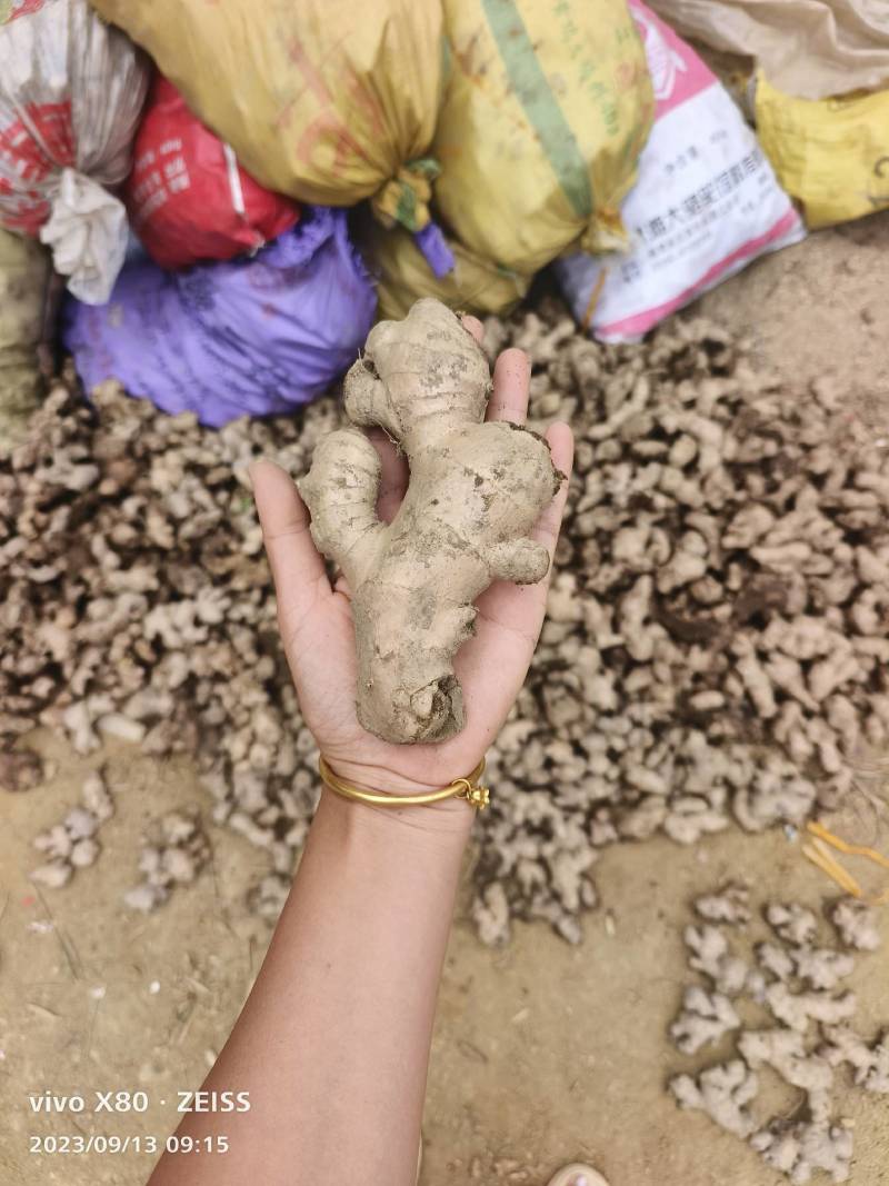 优质老姜头，姜母，产地一手货源无中间商，福建产区实力代办
