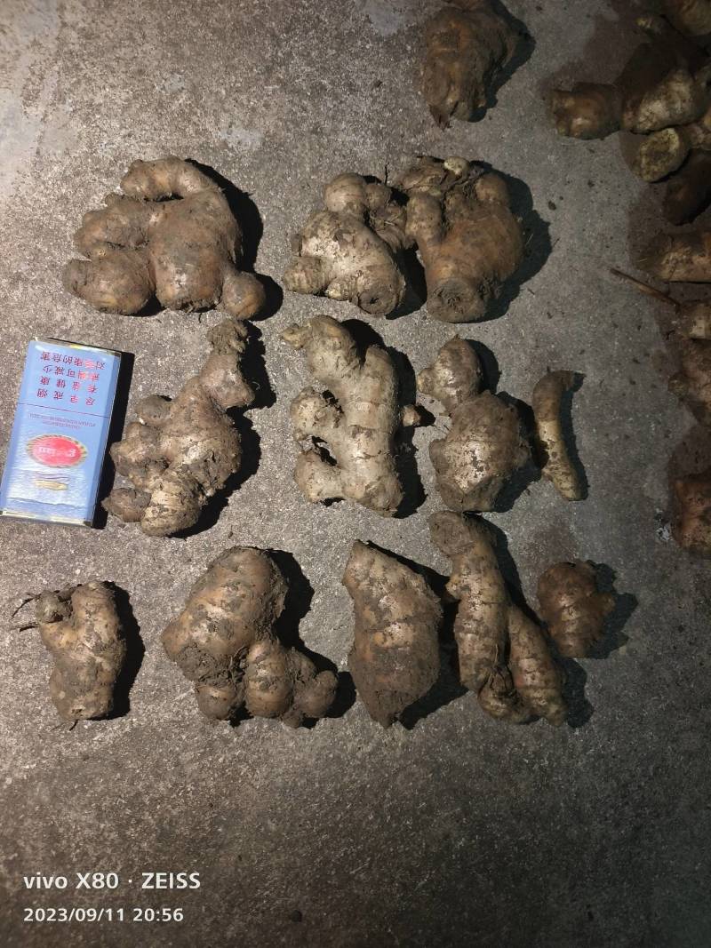 优质老姜头，姜母，产地一手货源无中间商，福建产区实力代办