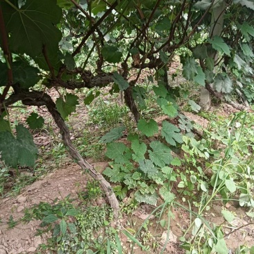 葡萄苗，供货地，山西运城，基地直发，现挖现发，欢迎选购