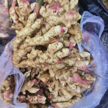 优质红芽嫩姜，生姜白姜，整年供应，专业代办代储