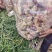 优质红芽嫩姜，生姜白姜，整年供应，专业代办代储