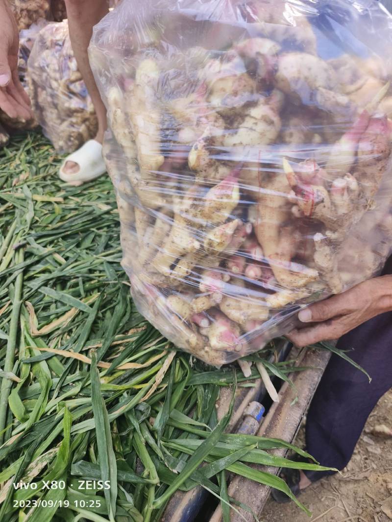 优质红芽嫩姜，生姜白姜，整年供应，专业代办代储