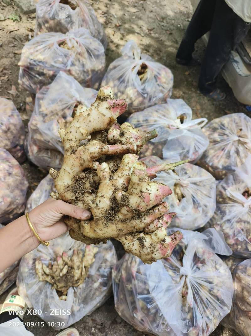 优质红芽嫩姜，生姜白姜，整年供应，专业代办代储