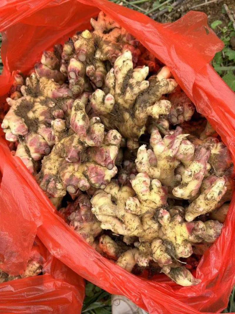 全国代办各种姜，基地合作货源充足当天下单可走车，超市平台