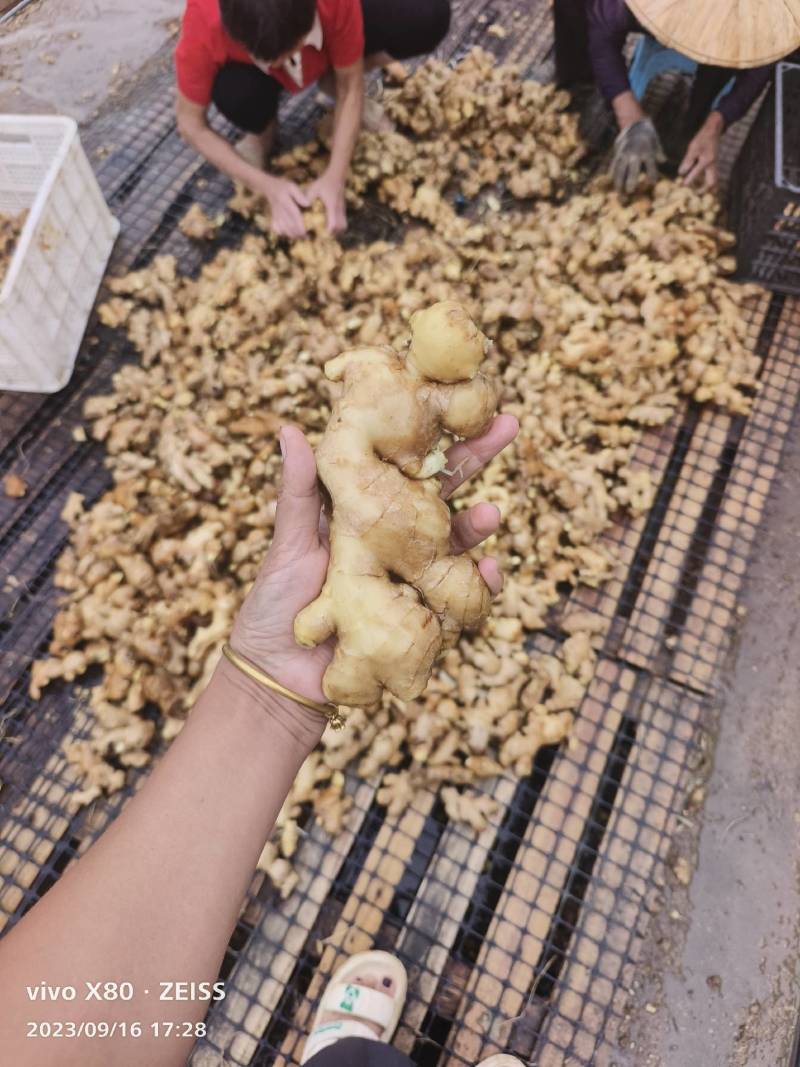 全国代办各种姜，基地合作货源充足当天下单可走车，超市平台