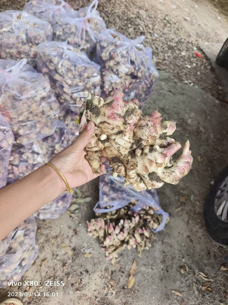全国代办各种姜，基地合作货源充足当天下单可走车，超市平台