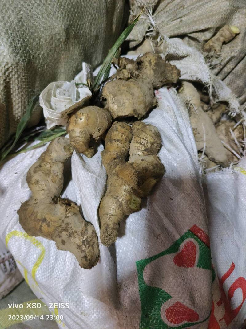 全国代办各种姜，基地合作货源充足当天下单可走车，超市平台