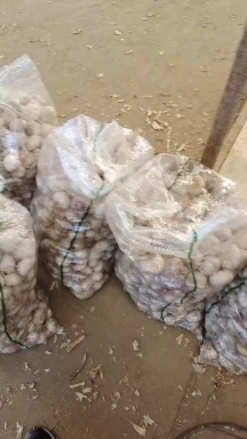 山东手选大蒜产地批发一手货源电商全国发货