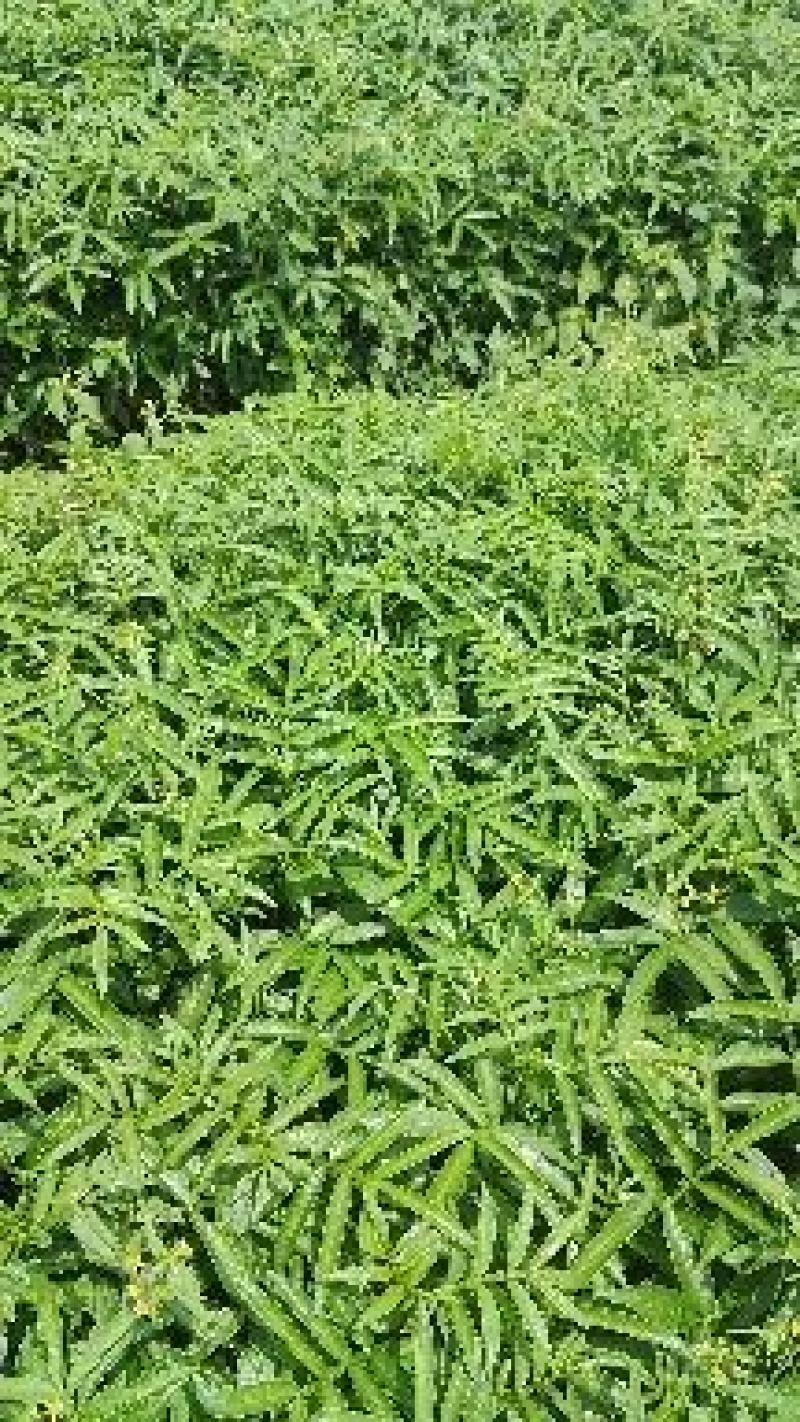 青花椒树苗九叶青花椒苗营养杯花椒苗可提供三证一签