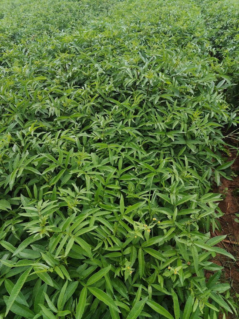 青花椒树苗九叶青花椒苗营养杯花椒苗可提供三证一签