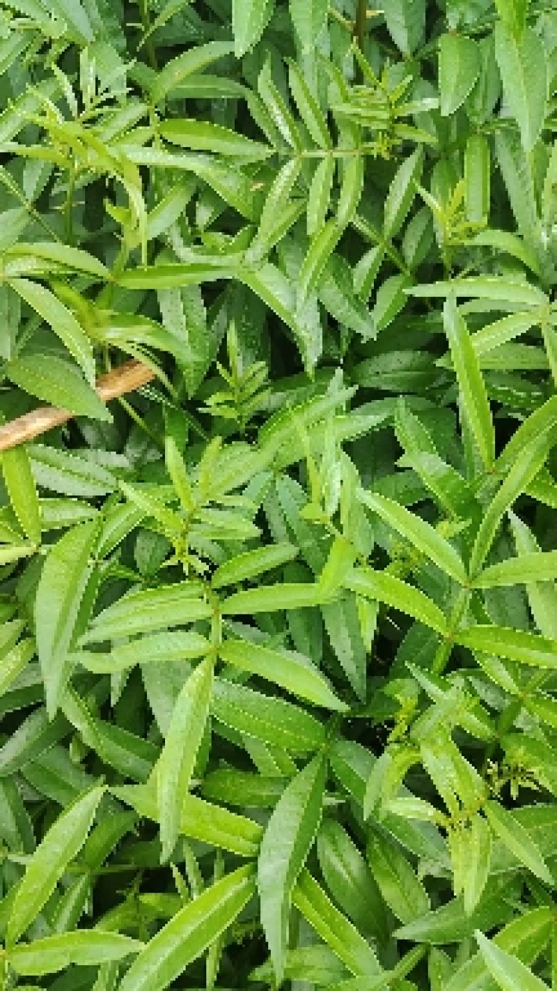 青花椒树苗九叶青花椒苗营养杯花椒苗可提供三证一签