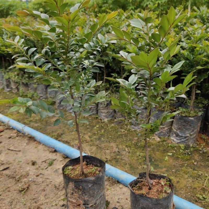 黑骨茶又名黑檀四季常青树木室内室外盆栽